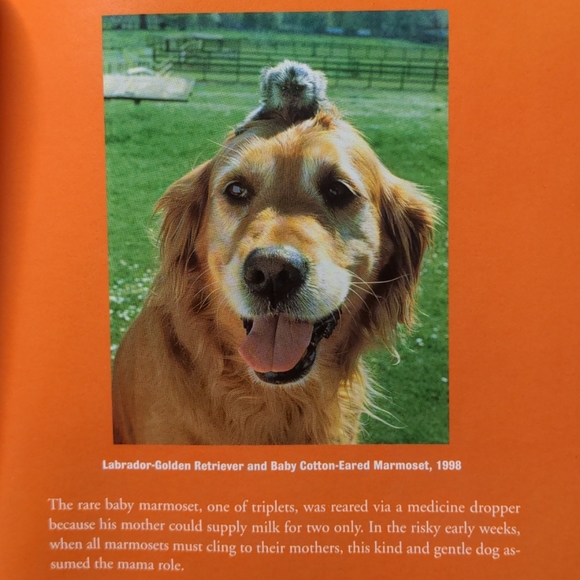 🌷🐕FREE in $25+ Bundle🐶 Book "My Love Unleashed" - Picture 8 of 9